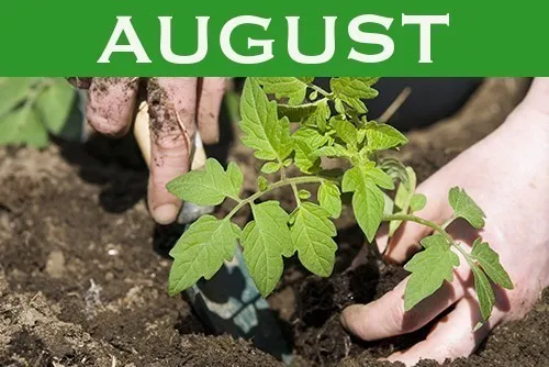 August