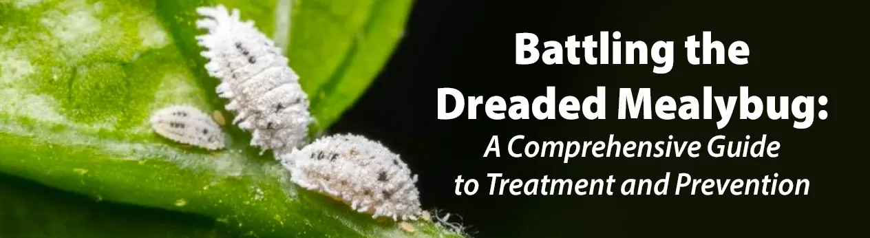 Battling the Dreaded Mealybug: A Comprehensive Guide to Treatment and Prevention