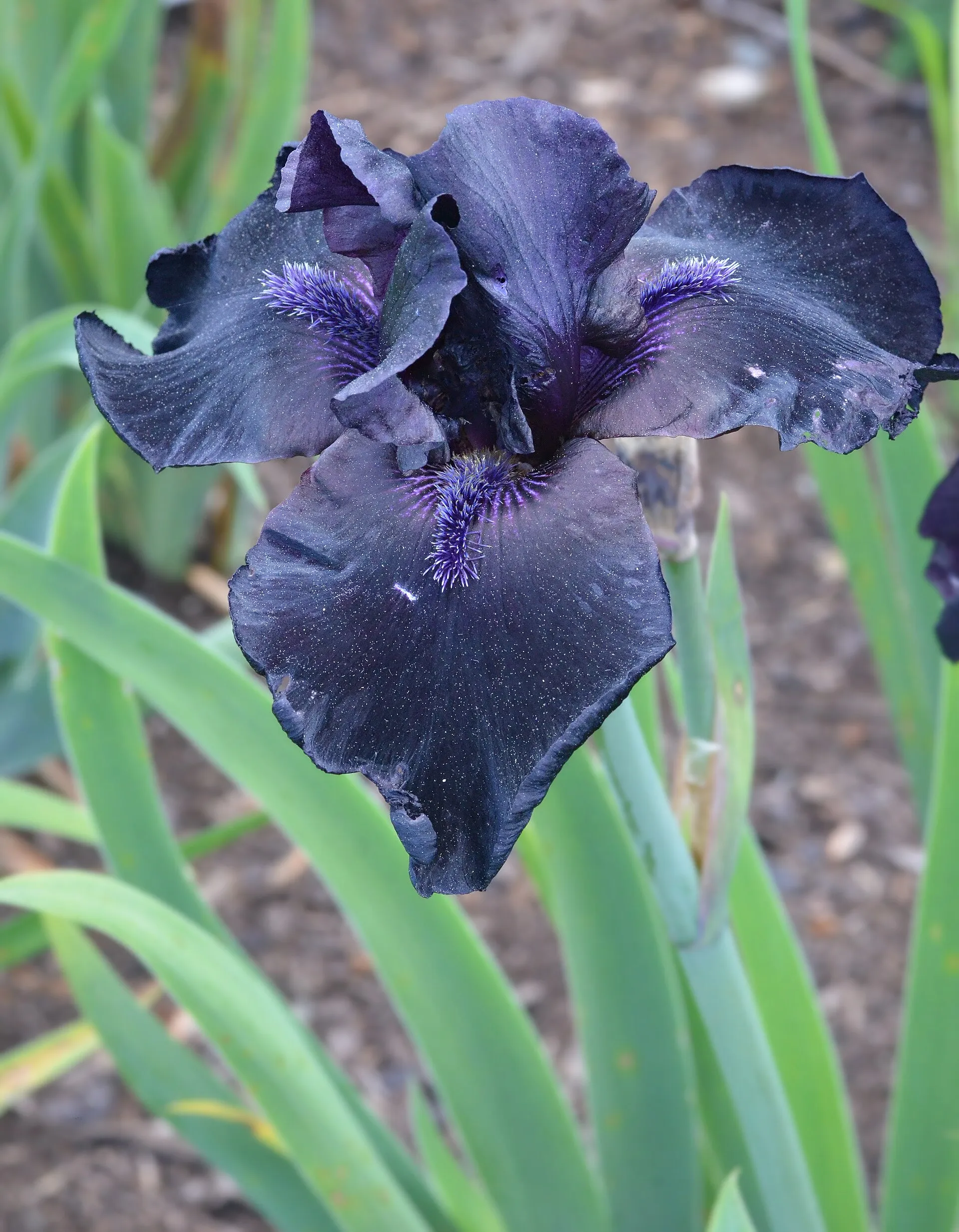Bearded Iris (Iris × germanica)