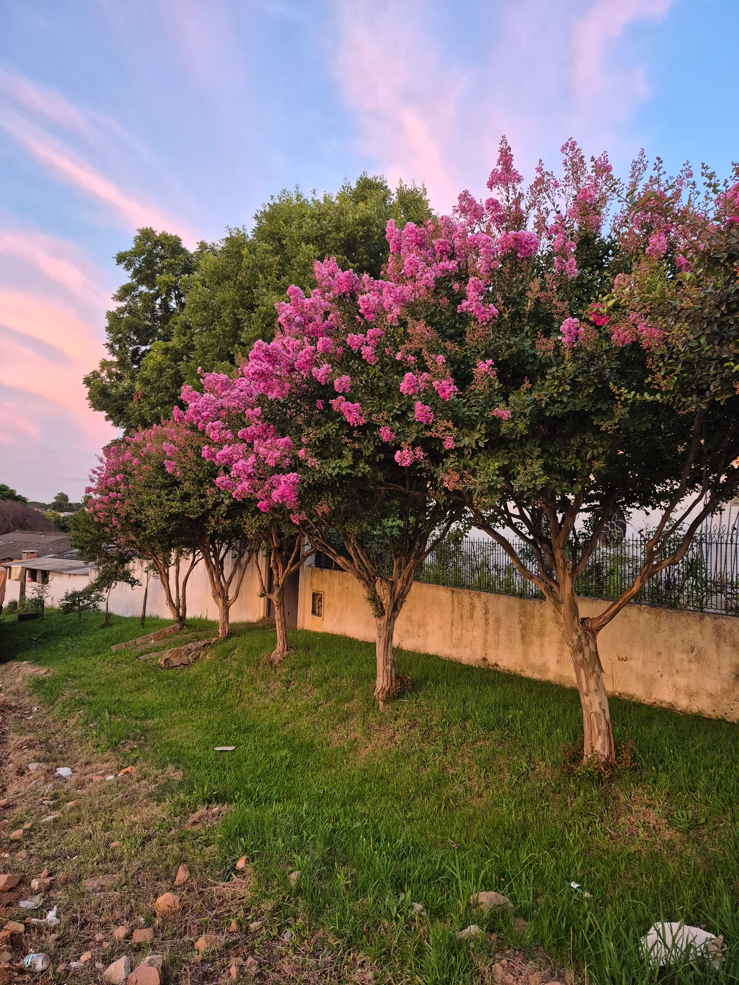 Crape Myrtle (Lagerstroemia 'Natchez')