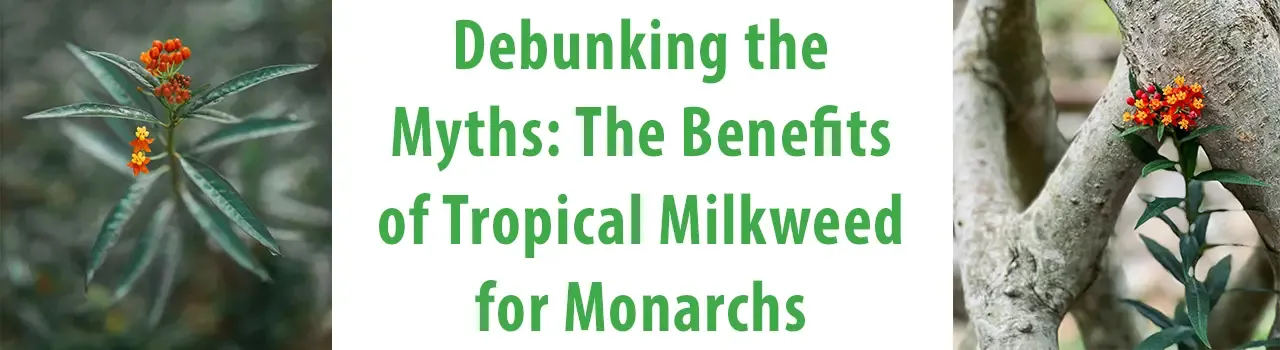 Debunking the Myths: The Benefits of Tropical Milkweed for Monarchs