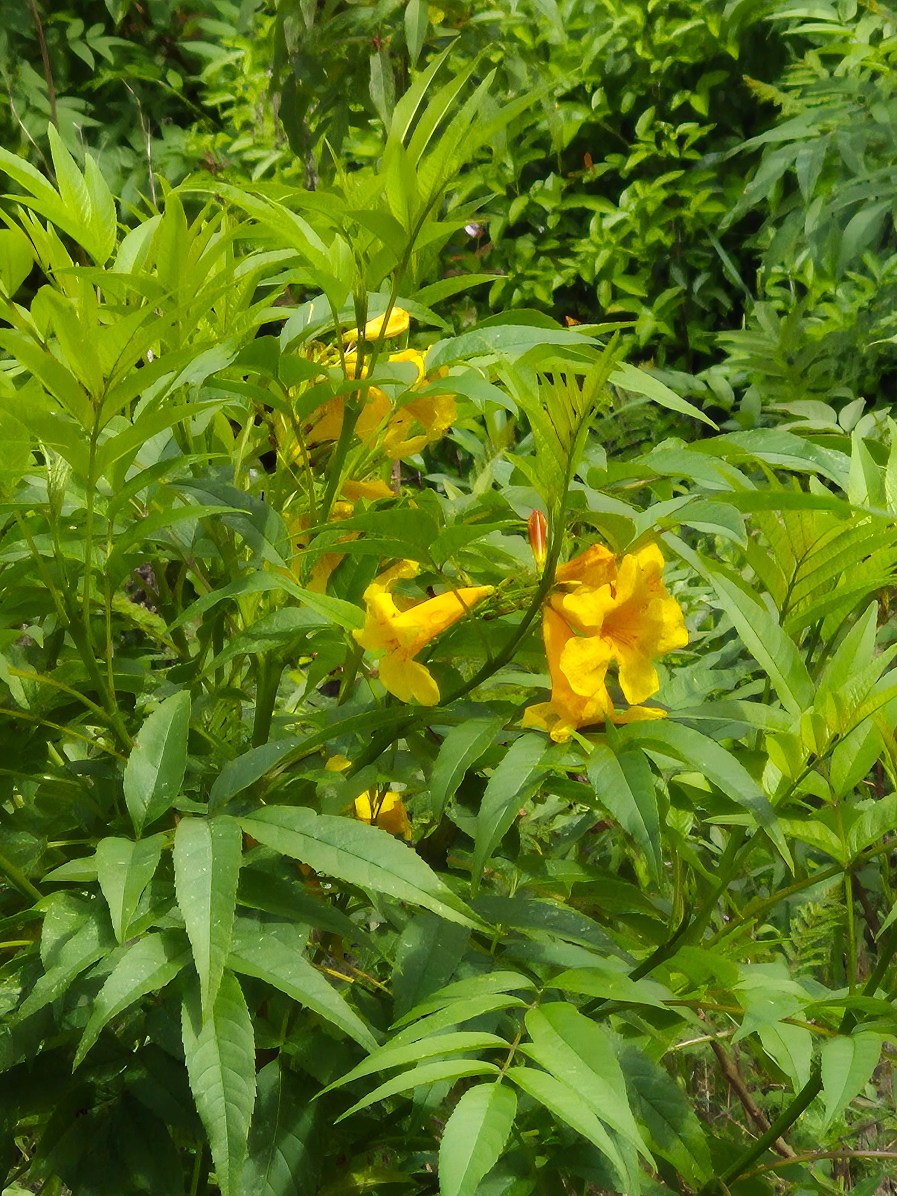 Esperanza · Yellow Bells (Tecoma stans)