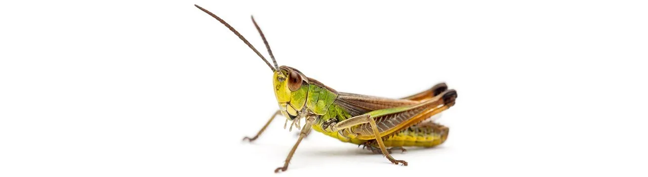 Grasshopper Early Warning