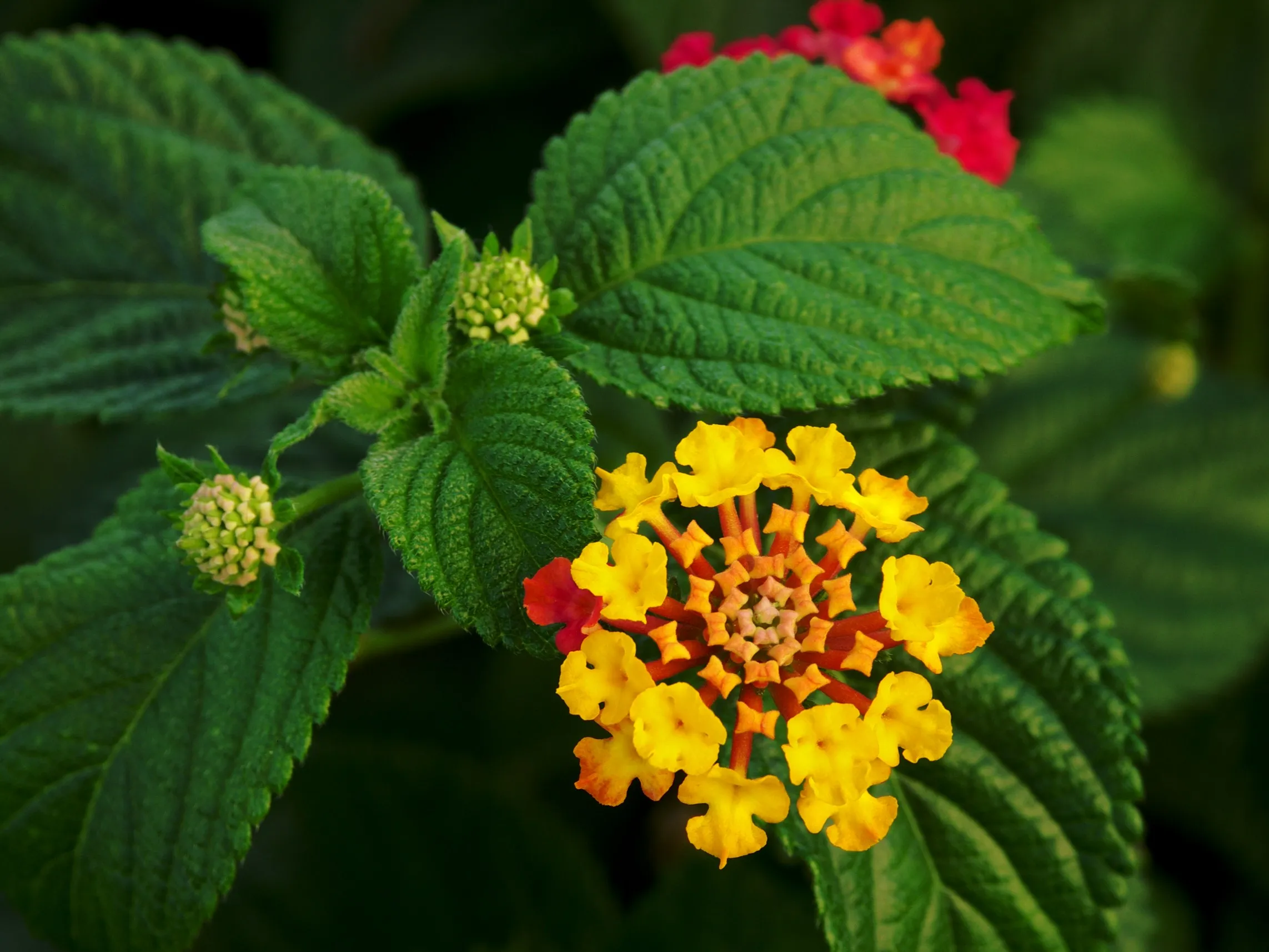 Lantana (Lantana camara 'Dallas Red')