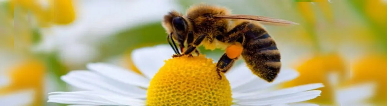 Local Bees Not Endangered