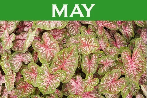 May