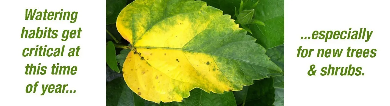 Moisture Stress Cuts Both Ways