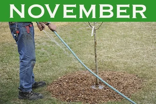 November