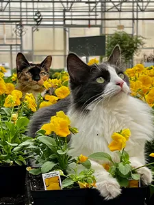 PETUNIA & POPPY