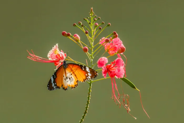 Pride of Barbados