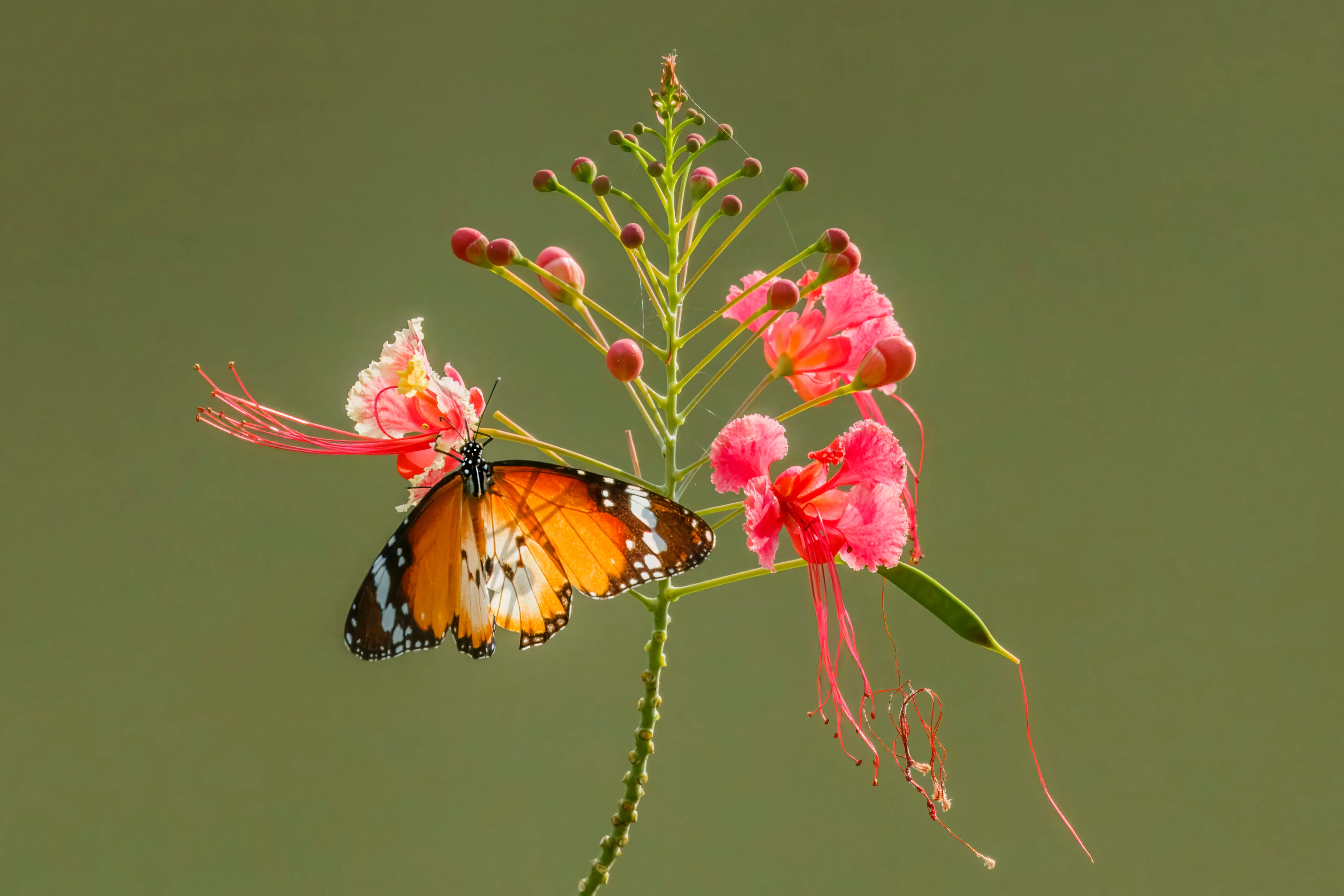 Pride of Barbados (Caesalpinia pulcherrima)
