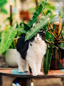 SYLVESTER