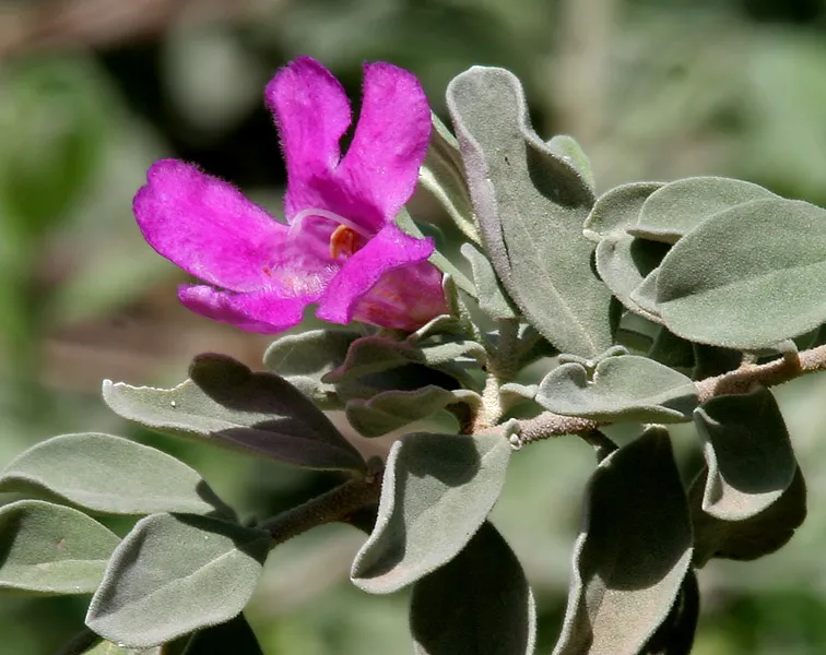 Texas Sage · Cenizo (Leucophyllum frutescens)