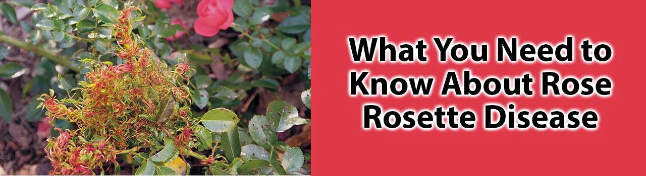 What You Need to Know About Rose Rosette Disease