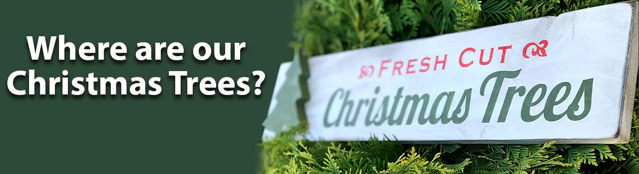 Where are our Christmas Trees?